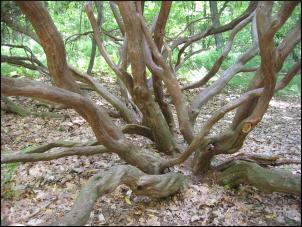 giant laurel tree branches